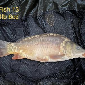 Fish 13