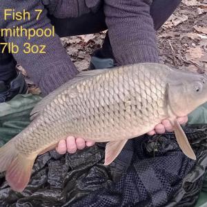 Fish 7