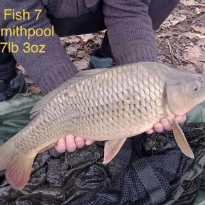 Fish 7