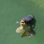 pexels-photo-11632278-4 feeding-carp