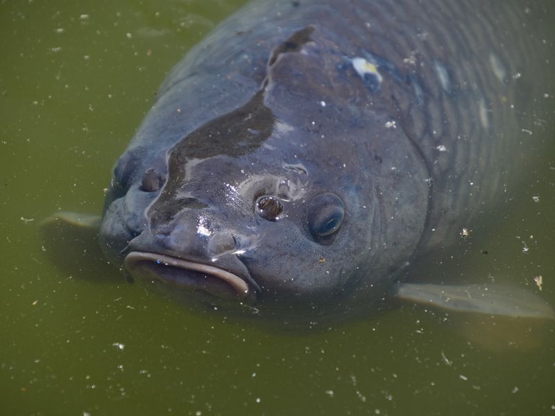 carp